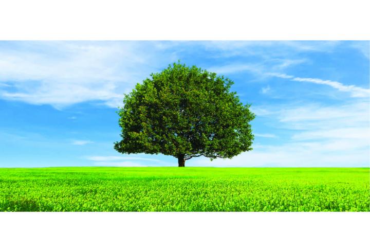Life Tree